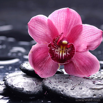 صورة رمزية وردة لون وردي Whatsapp and Instagram - صور ورد وزهور Rose Flower images